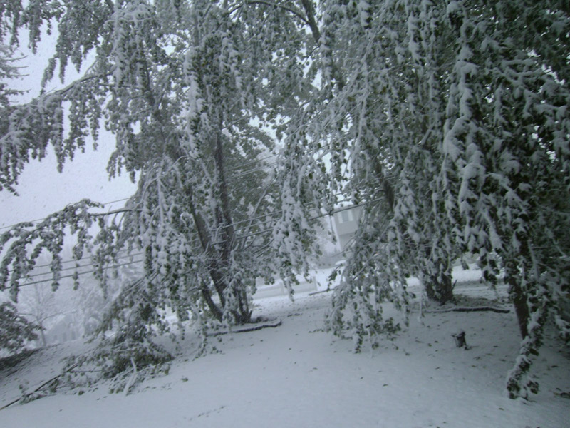 TreesWithSnow11