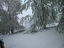 TreesWithSnow03