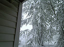 TreesWithSnow10