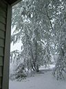 TreesWithSnow05