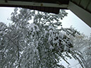 TreesWithSnow06