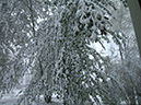 TreesWithSnow12