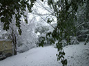 TreesWithSnow15