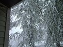 TreesWithSnow13