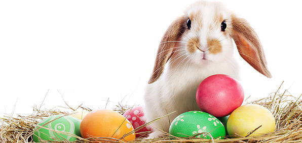 Bunny and eggs