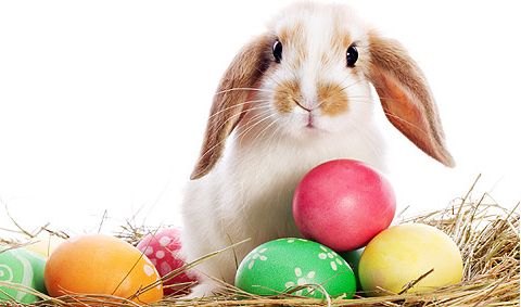 Bunny and Easter eggs.