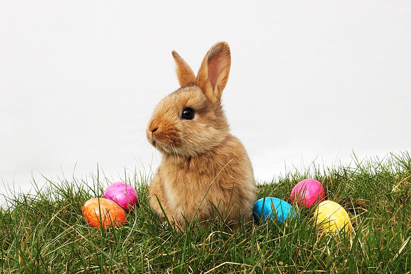 Easter Bunny
