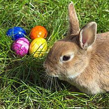 Bunny and colorful eggs