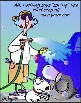 Nothing says spring like bird crap all over your car.