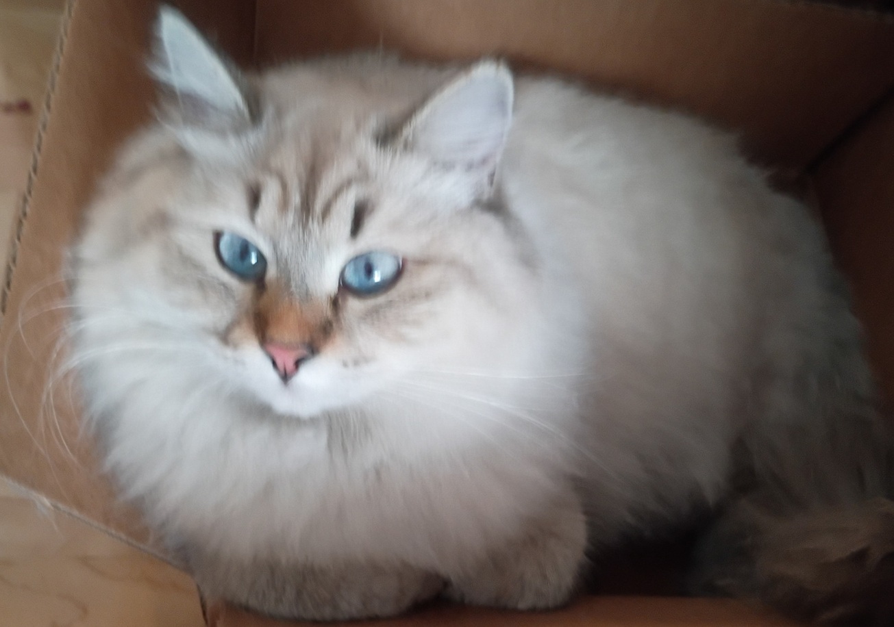 Kitty
